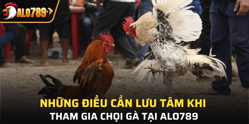 3 mẹo giúp bạn tham gia cược gà hiệu quả