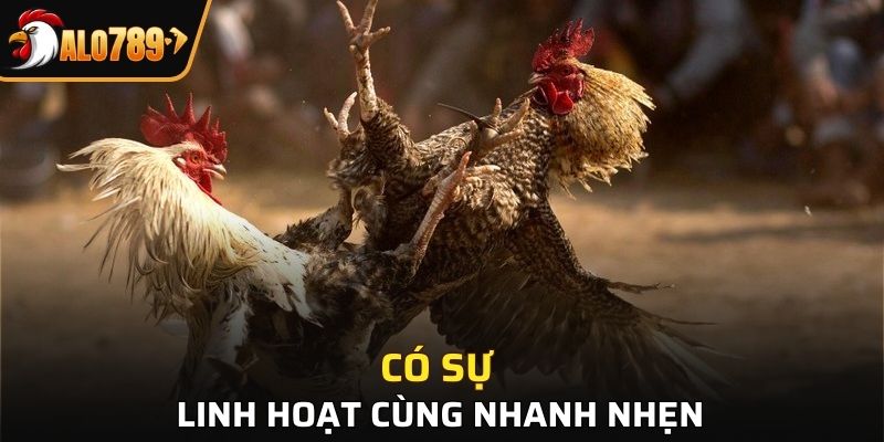 Có sự linh hoạt cùng nhanh nhẹn
