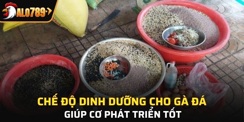 Chế độ dinh dưỡng cho gà đá giúp cơ phát triển tốt