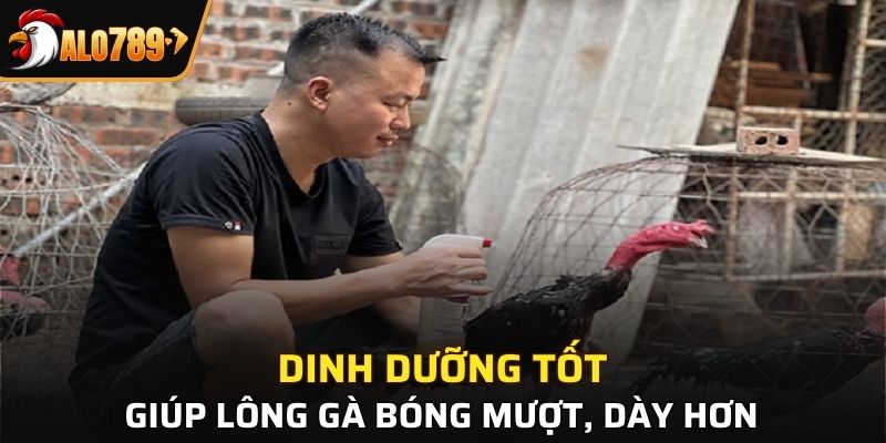 Dinh dưỡng tốt giúp lông gà bóng mượt, dày hơn