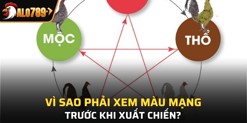Lợi ích của màu mạng trong đá gà