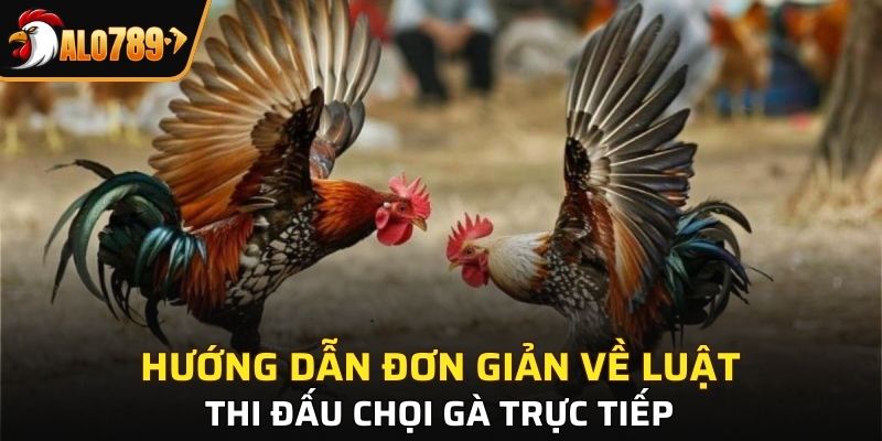 Luật chơi đá gà cho người mới bắt đầu