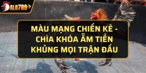 màu mạng chiến kê