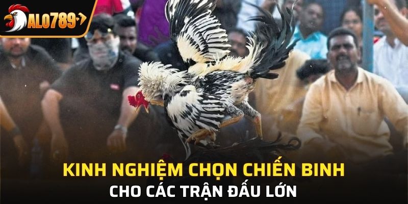 Yếu tố ngũ hành ảnh hưởng đến chọn chiến kê